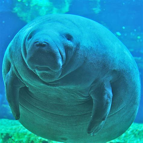 Manatees – Harvard Review