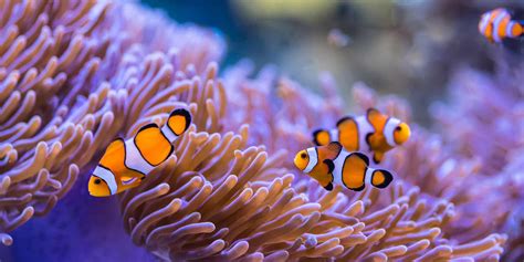 Clownfish And Sea Anemone Relationship