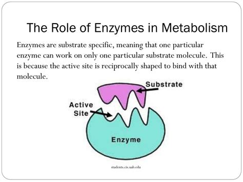 PPT - Maintaining a Balance Topic 1: Enzymes and Metabolis m PowerPoint ...