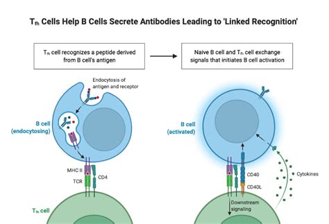 Tfh Cells Help B Cells Secrete Antibodies Leading to 'Linked ...