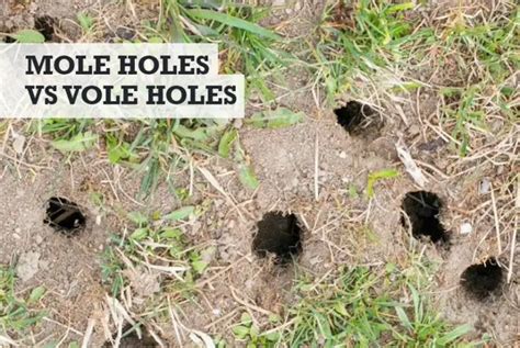 Mole Holes vs Vole Holes: What's the Difference