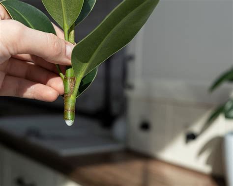 Rubber plant propagation: get more plants for free | Gardeningetc