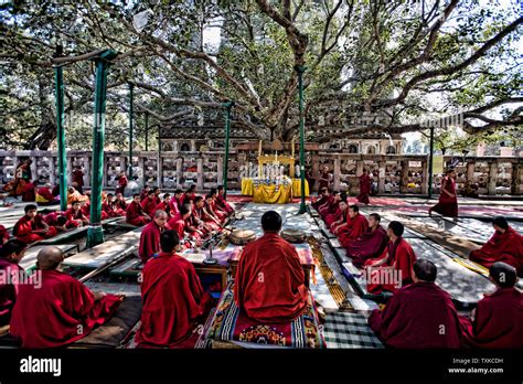 Mahabodhi Temple Bodhi Tree