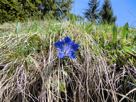 Enzian Flower Landschaft - Free photo on Pixabay - Pixabay