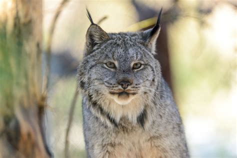 Reforesting Canada Lynx Habitat - National Forest Foundation