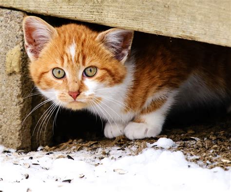 The Ultimate Guide to Feeding Feral Cats - THE CAT SPACE