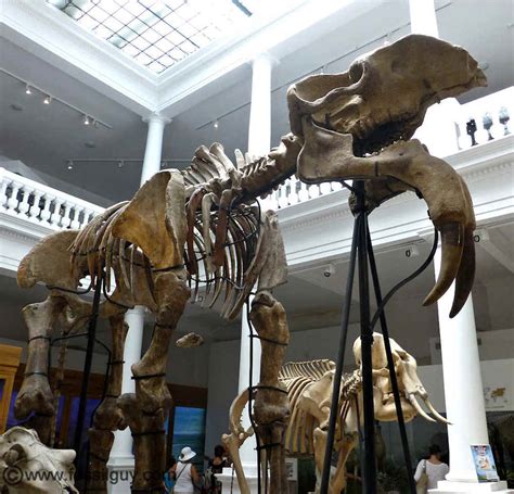 Deinotherium - The Terrible Beast - Facts and Information about the ...