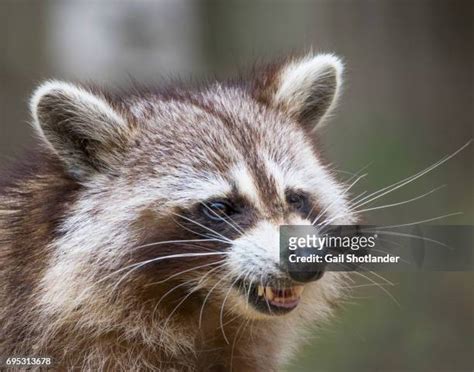 45 Raccoon Teeth Stock Photos, High-Res Pictures, and Images - Getty Images