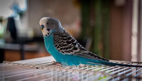 500 Most Popular Names for Budgies for Boys and Girls | PetPress