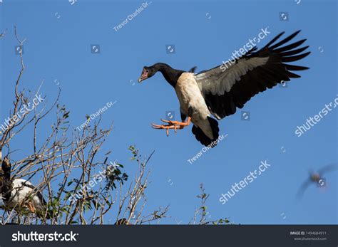 449 Magpie goose Images, Stock Photos & Vectors | Shutterstock