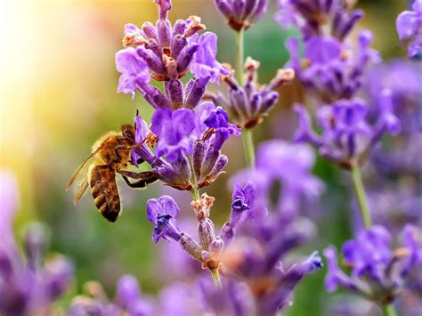 10 Bee Friendly Plants Worth Adding to Your Yard | Reader's Digest