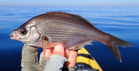 Surfperch Family Photographs, and Information – Embiotocidae | Mexico ...