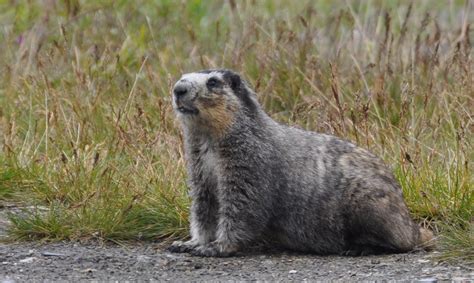 Hoary Marmot | Government of Yukon