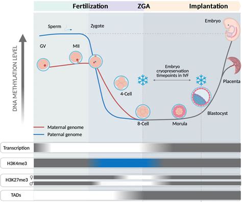 Frontiers | Update on the Epigenomic Implication of Embryo ...