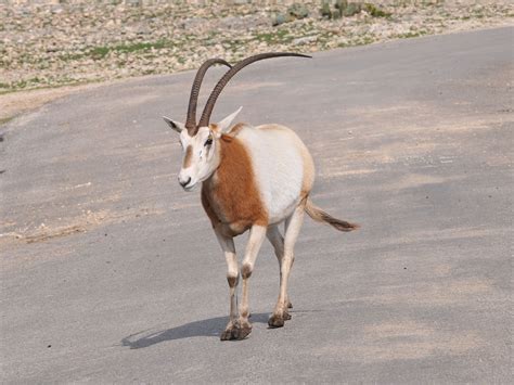 The Online Zoo - Scimitar-horned Oryx