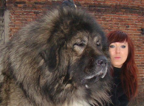 Big Fluffy Dogs That Look Like Bears