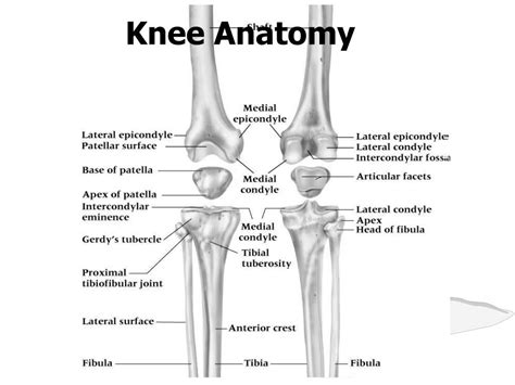 PPT - Knee Anatomy PowerPoint Presentation, free download - ID:5326168