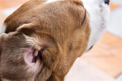 6 Signs of Ear Infections in Dogs | The Village Vets