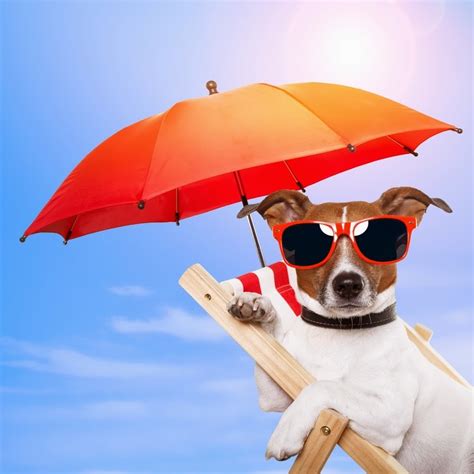 Kingsbrook Animal Hospital's Blog: Does my dog need sunblock?