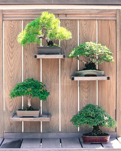 Bonsai garden design - Bonsai Empire