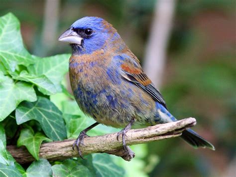 Blue Grosbeak - eBird | Ornithology, Beautiful birds, Birds