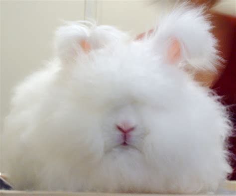 Angora Rabbit: Origin, Characteristics, Uses, Photo