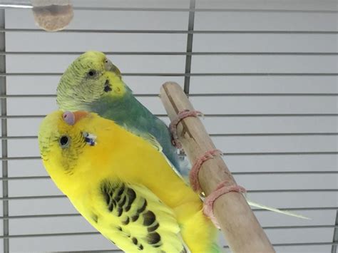 Yellowish budgie - female or male | Talk Budgies Forums