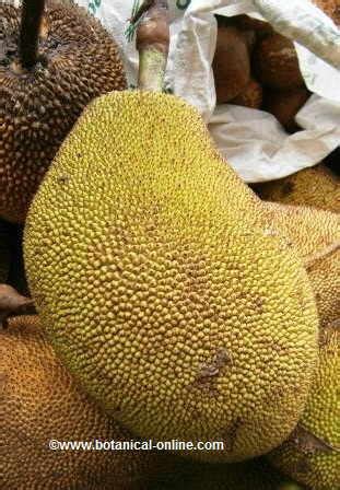 Jackfruit cultivation – Botanical online