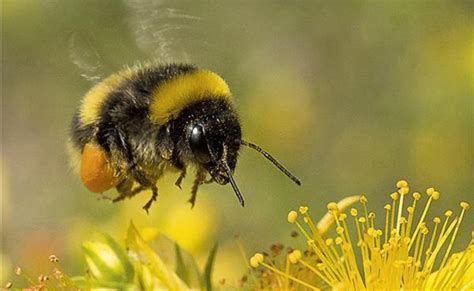 Quelle Welken Bildhauer especes abeilles Seminar ablassen wolle