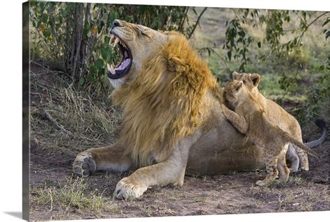 African Lion cubs playing with adult male, Kenya Wall Art, Canvas ...