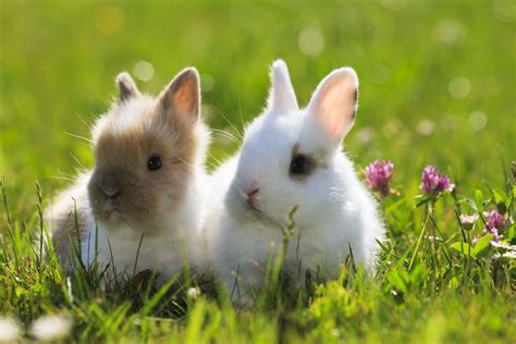 Rabbit Breeds