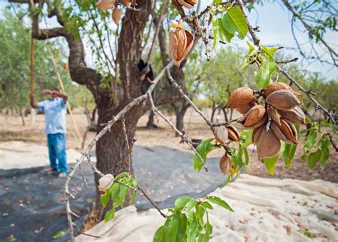 How to Plant, Grow, and Care for Almond Trees | Gardener's Path