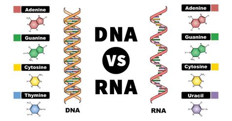 Describe Three Ways That Rna Differs From Dna - Raymond-has-Maynard