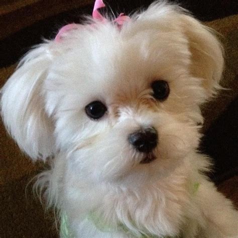 Awww................ More Maltese Dogs Haircuts, Maltese Haircut, Dog ...