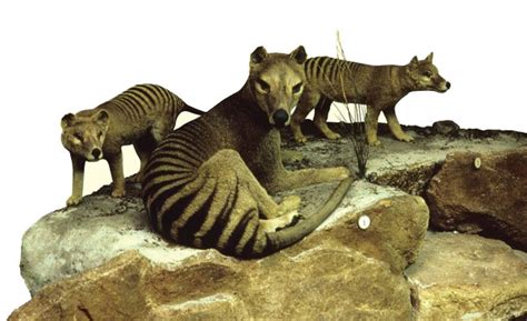 Animals of the world: Thylacine