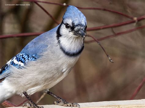 Small Perched Birds Handheld - Small Sensor Photography by Thomas Stirr