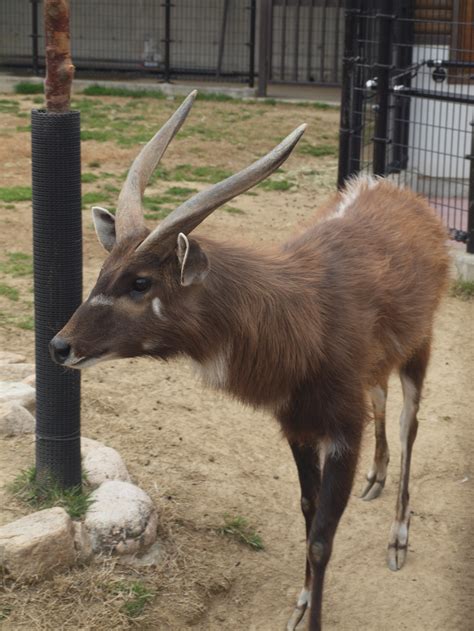 Sitatunga - Google Search in 2020 | African wildlife, Animals of the ...