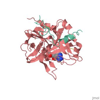 Thrombin - Proteopedia, life in 3D