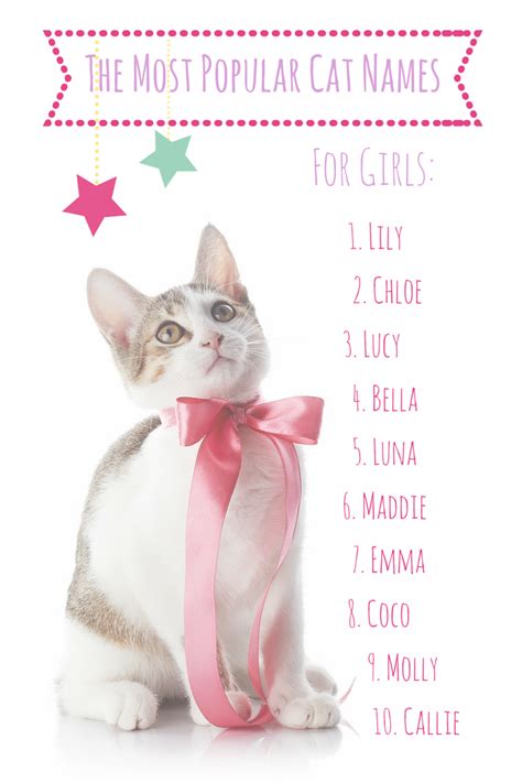 The Most Popular Cat Names In America | Cute cat names, Cute cat names ...