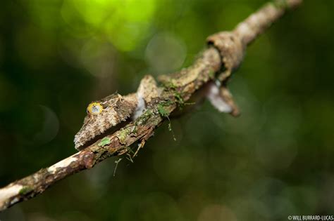 Madagascar Leaf-tail Gecko | Will Burrard-Lucas