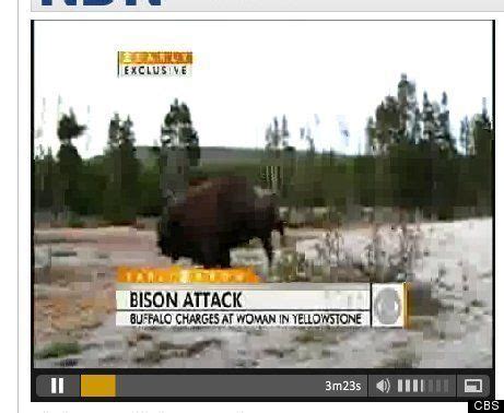 Yellowstone Bison Attack: Tourists Charged, Flipped In Air (VIDEO ...