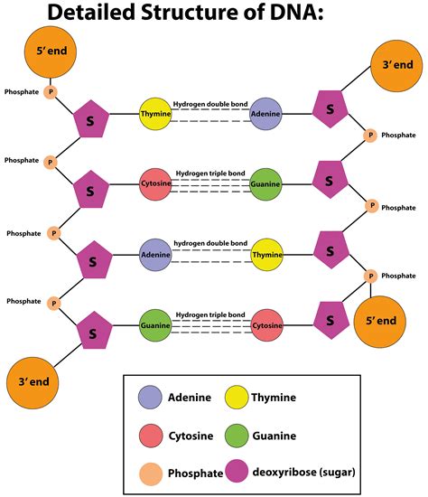 What is the peculiarity of the DNA structure?