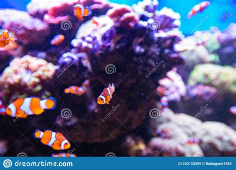 Clownfish or Anemonefish in Aquarium Stock Image - Image of recreation ...