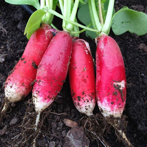 China Rose Radish Sprouting Seeds: 5 Lb Bulk - Organic, Non-GMO Radish ...