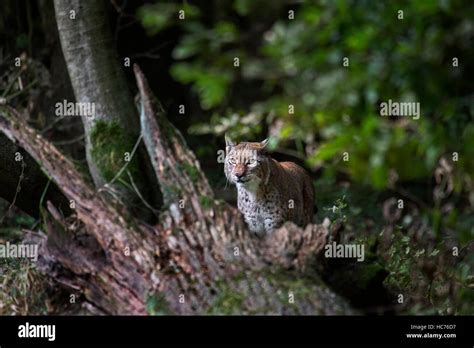 Hunting Eurasian lynx (Lynx lynx) stalking prey in woodland Stock Photo ...