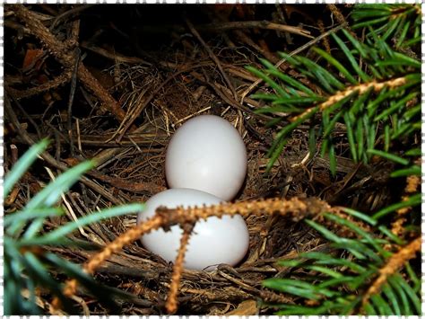 Sweet Dove Eggs Haiku | Tom's Nature-up-close Photography and ...