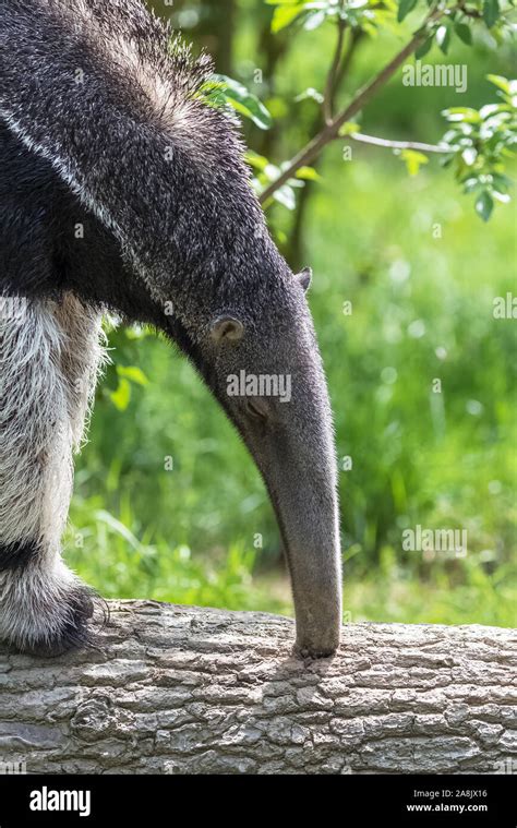 Anteater eating ants hi-res stock photography and images - Alamy