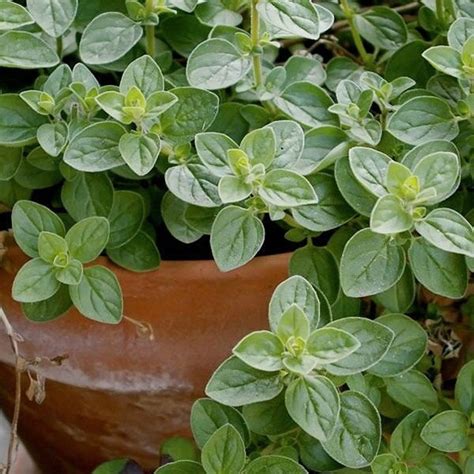 Italian Oregano Seeds Origanum Vulgare Wild Marjoram Perennial Non GMO ...