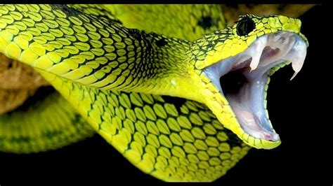 The Scariest Types of Snakes in the World - Jonathan H. Kantor