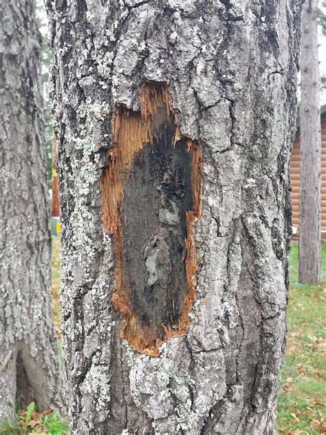 Fatal Oak Tree Disease 'Oak Wilt' Spreading Throughout NW | Recent News ...